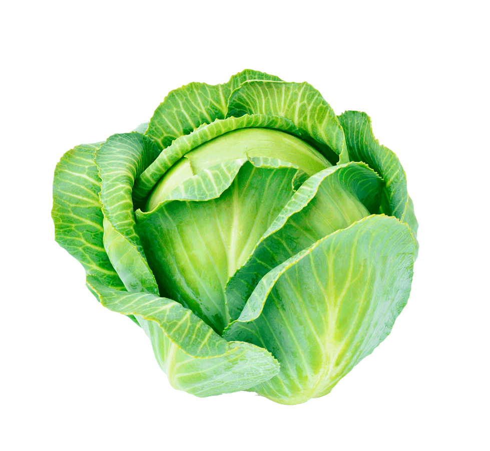 Fresh Green Cabbage